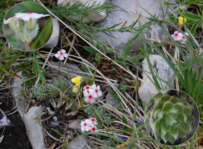 Androsace villosa.jpg