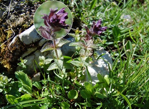 Bartsia alpina.jpg