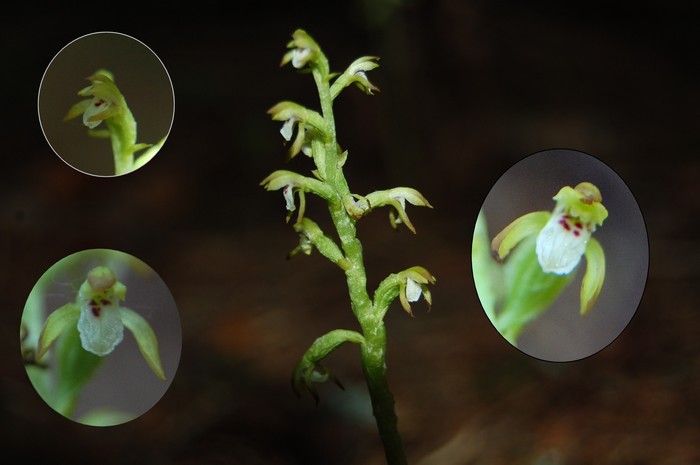 Corallorrhiza trifida.jpg