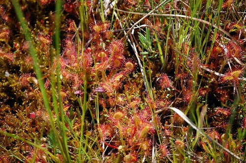 Drosera rotundifolia.jpg