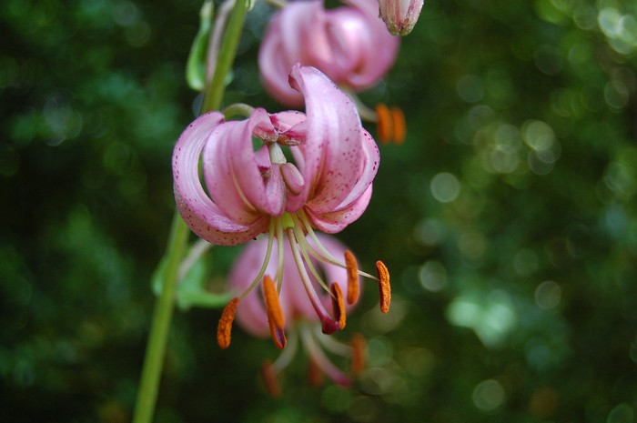 Lilium martagon.jpg