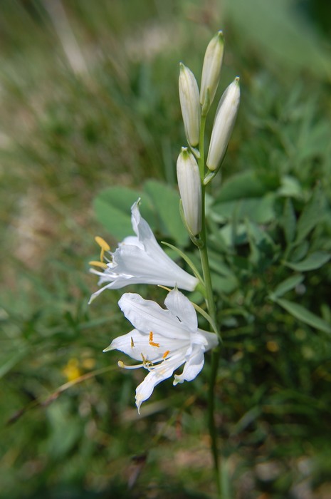 Linum alpinum.jpg