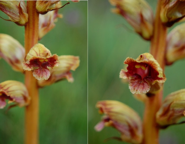Orobanche.jpg