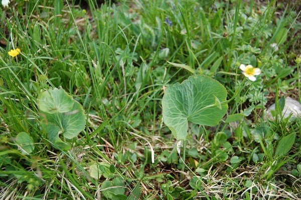 Ranunculus thora.jpg