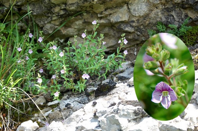 Veronica fruticulosa.jpg