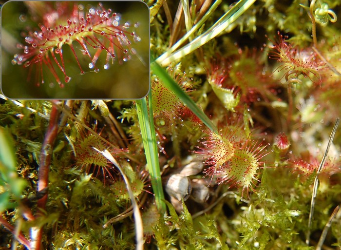 Dosera rotundifolia (Drosera feuilles rondes).jpg