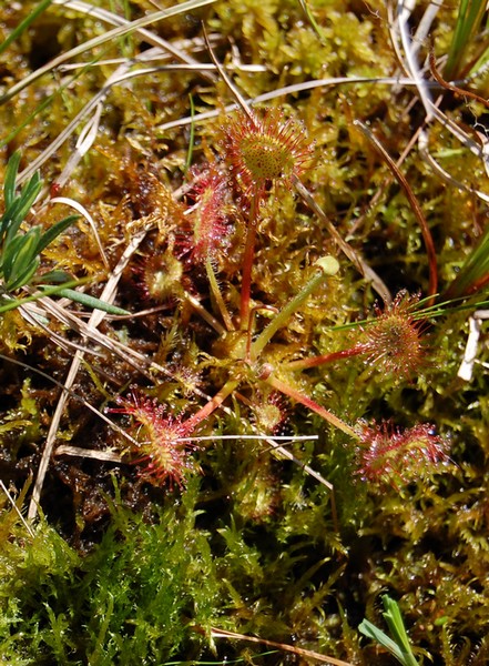 Dosera rotundifolia (3).jpg
