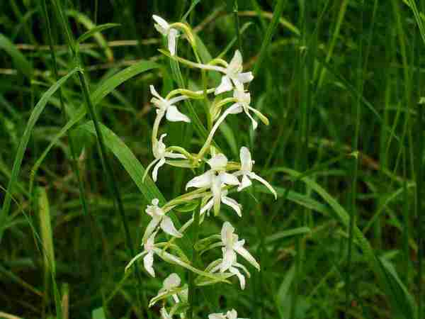 Platanthera bifolia a.JPG