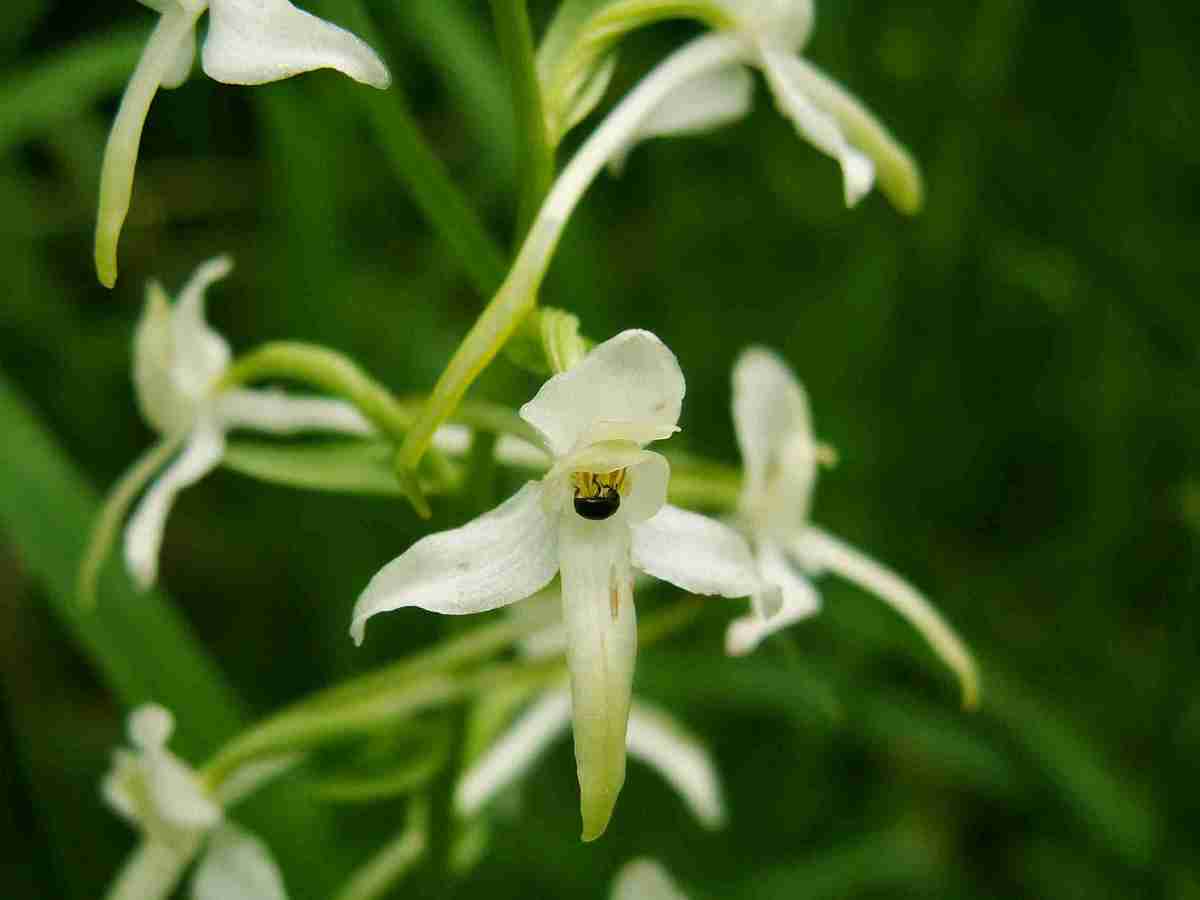 Platanthera bifolia b.JPG
