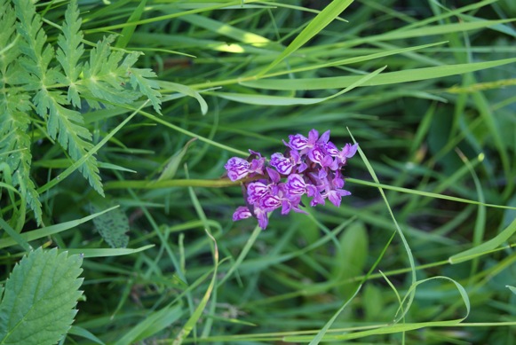 DSC06526.JPG