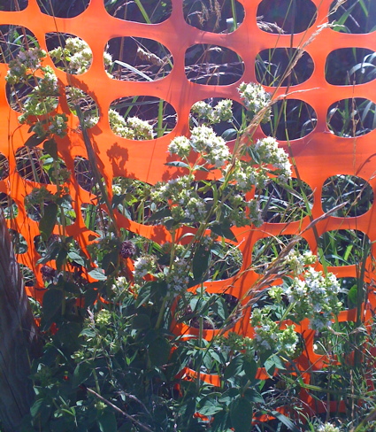 Origanum vulgare