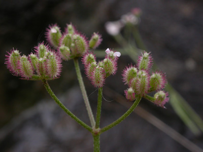 Torilis purpurea = heterophylla.jpg