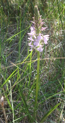 Orchis.JPG