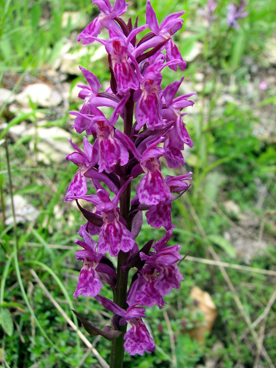 Orchis--1a.jpg