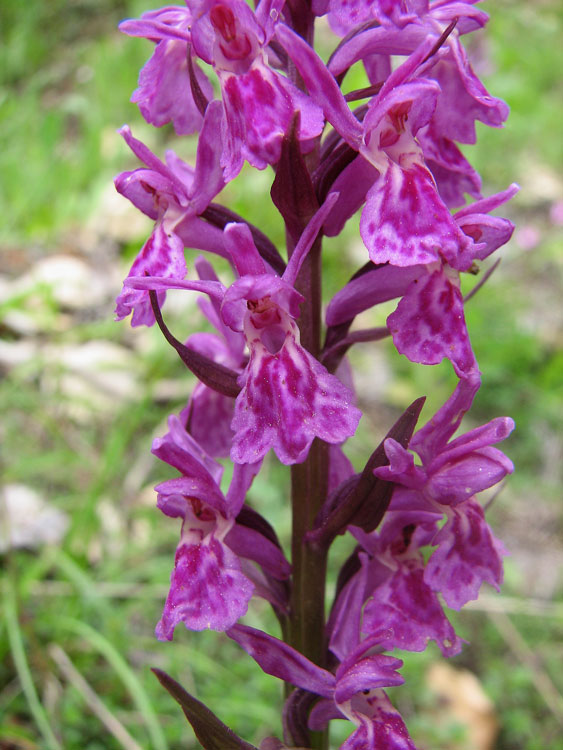Orchis--1b.jpg