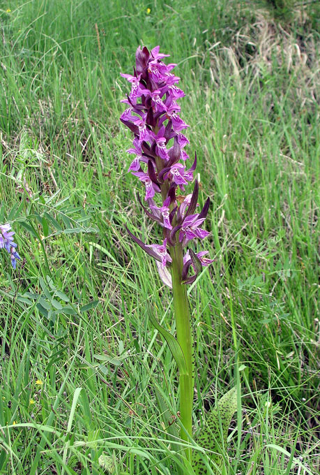 Orchis-4.jpg