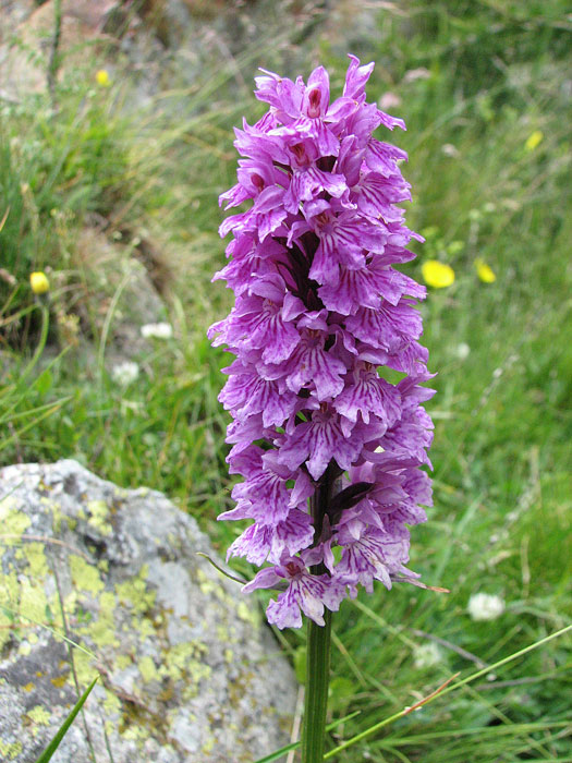Orchis-5.jpg