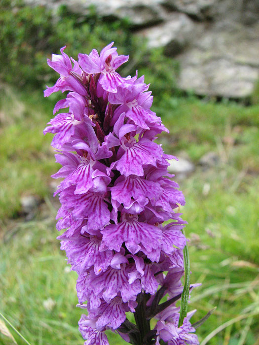 Orchis-5b.jpg