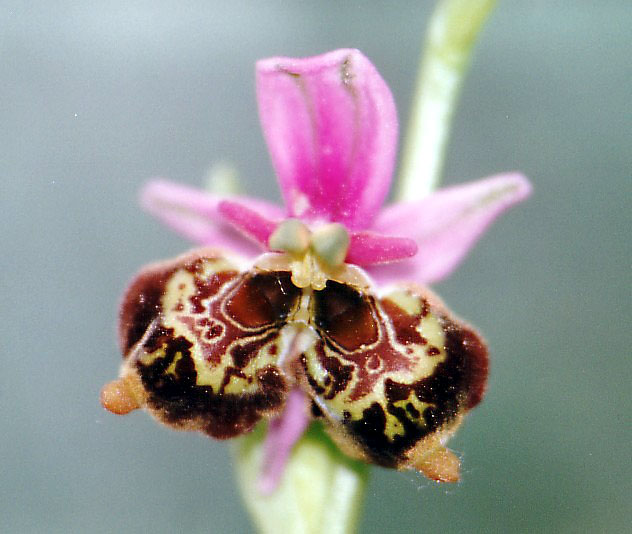 Ophrys Bourdon -20a.jpg