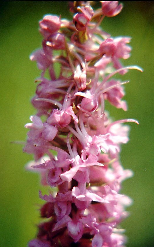 Orchis Moustique -11d.jpg