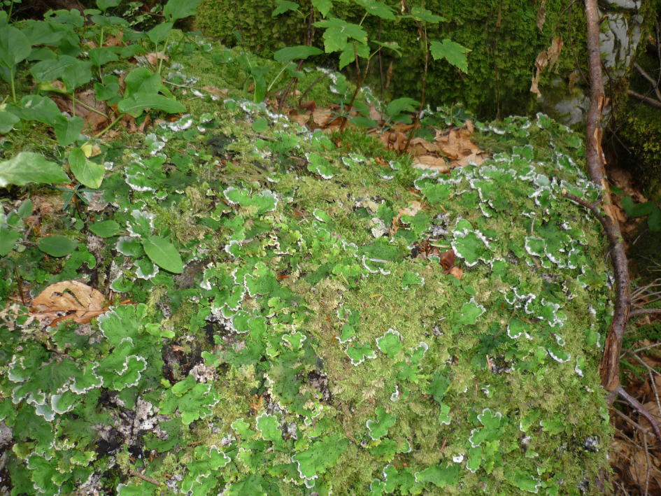 P1000560.jpg