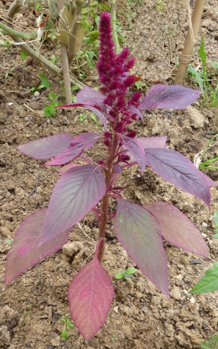 plante rge.pg.jpg