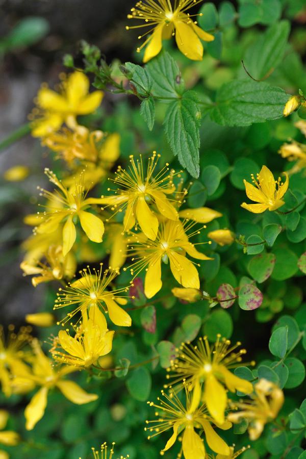 hypericum nummulifolium.jpg