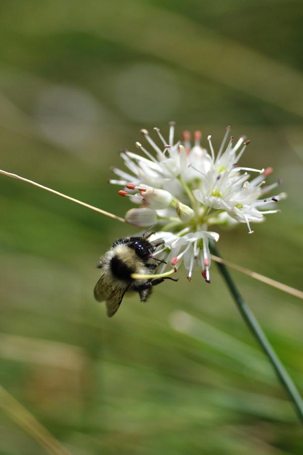 allium ericetorum.jpg