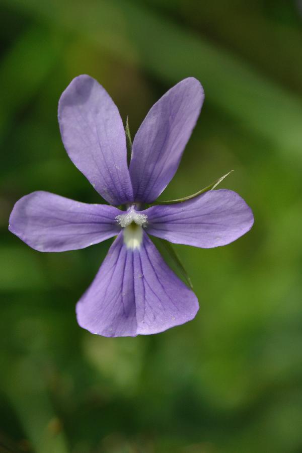 viola cornuta.jpg