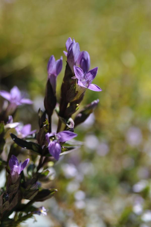 gentiana campestris.jpg
