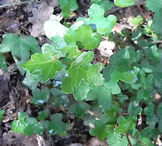 Juin 2010  019.jpg