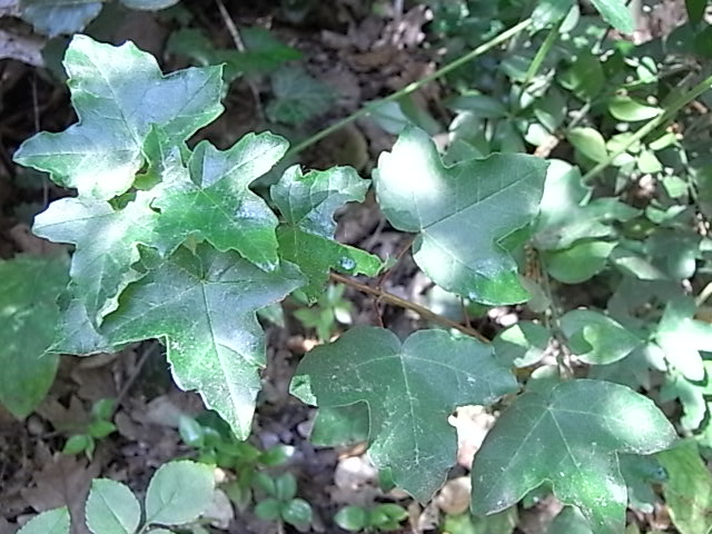 Juin 2010  015.jpg