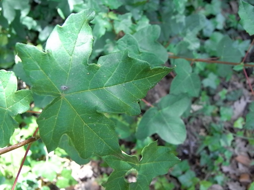 Juin 2010 039.jpg