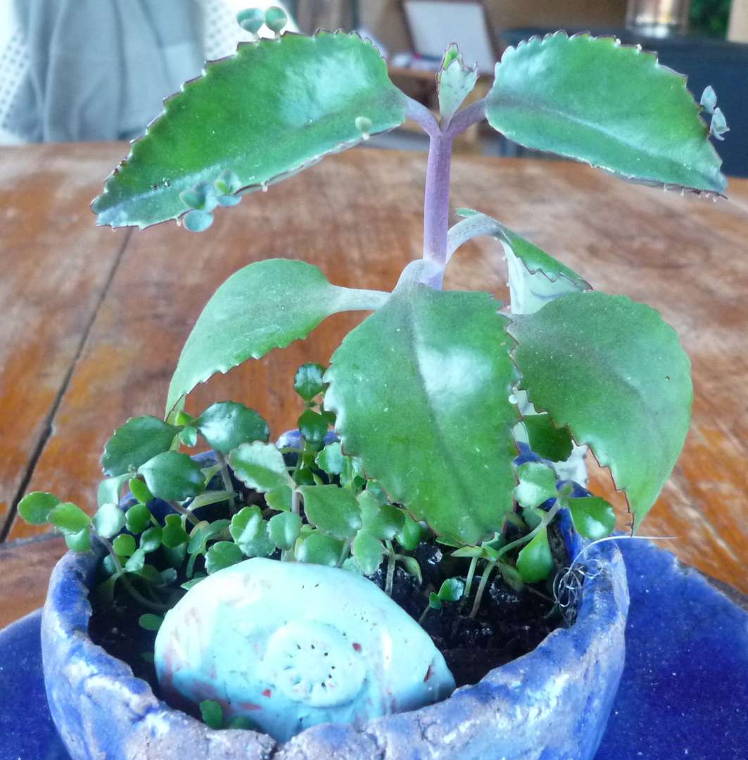 la plante en gros plan
