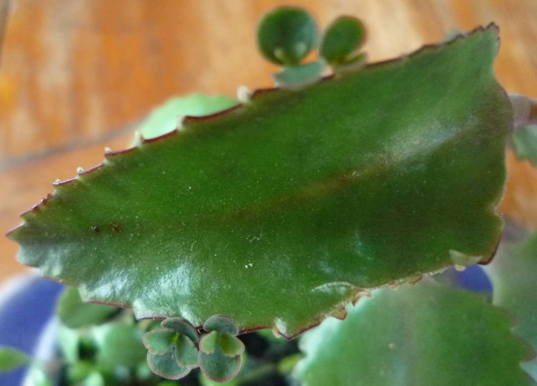 les petites feuilles &quot; clones&quot; au bout des plus grandes
