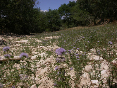 rivière du ravin des Arcs Hérault.JPG