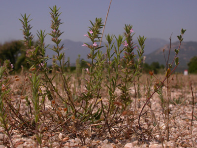 Micromeria graeca pl..JPG