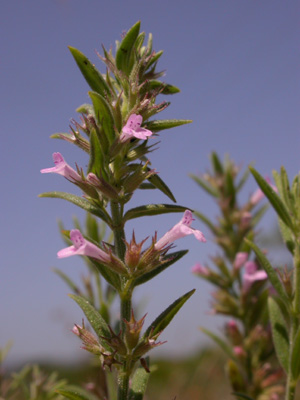 Micromeria graeca f.fl..JPG