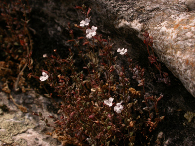 Micromeria filiformis minutiflora 9.JPG