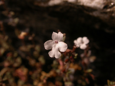 Micromeria filiformis minutiflora 10.JPG