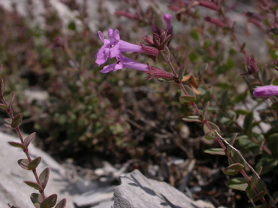 Micromeria piperella f.infl.3.JPG