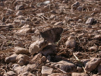 Hipparchia statilinus 2.JPG