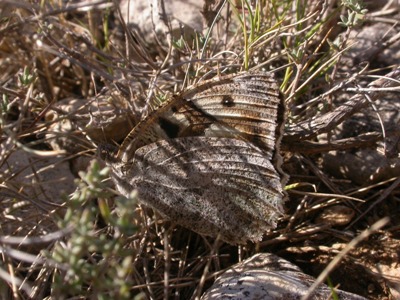 Chazara briseis 4.JPG