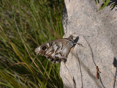 Hipparchia fidia 4.JPG