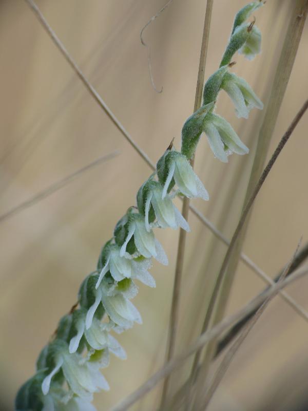 spiranthes spiralis.jpg