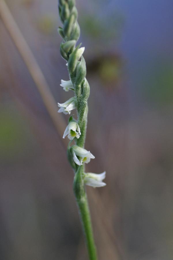 spiranthes.jpg