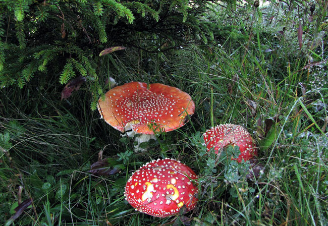Amanita muscaria-6a.jpg