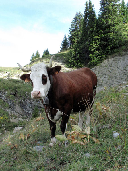 Abondance-1a.jpg