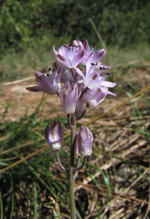 Scilla autumnalis.jpg