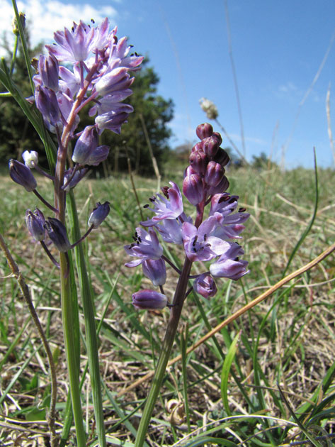 Scilla autumnalis-b.jpg